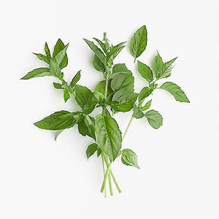 150 Lemon Basil Seeds - SemiSauvage Permaculture