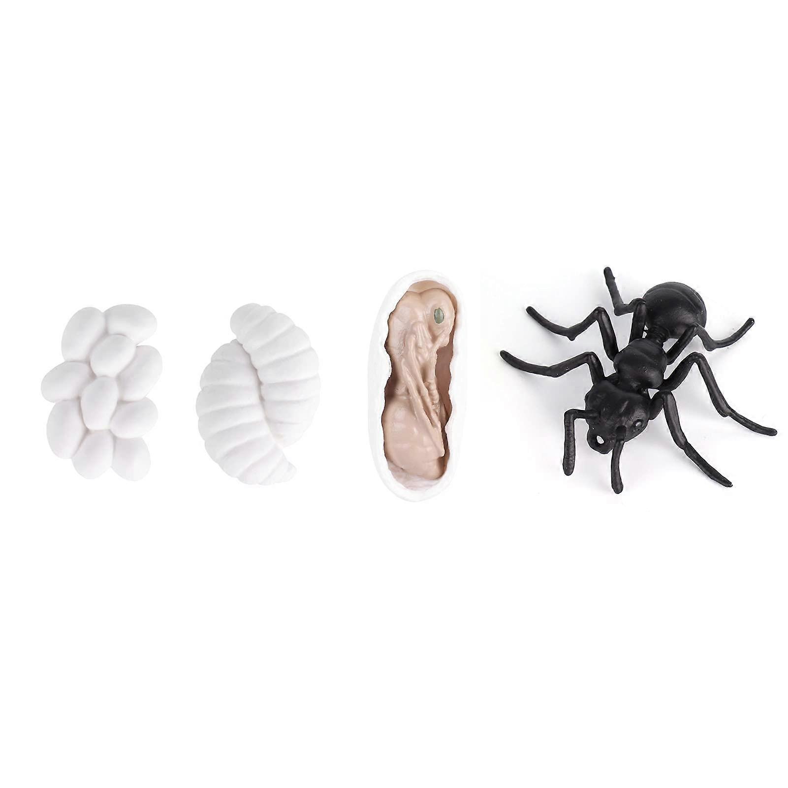 Insect Life Cycle Educational Figures Ant Growth Model Toy Made of Vinyl Material for School Projects Size 12cm