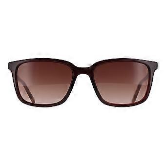 Ted Baker Sunglasses TB1529 Farley 249 Tortoise Brown Gradient