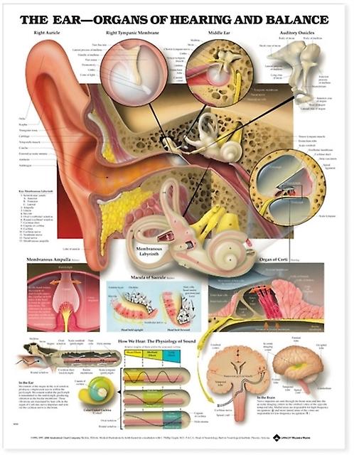 The Ear Organs Of Hearing And Balance Anatomical Chart Wallchart Book