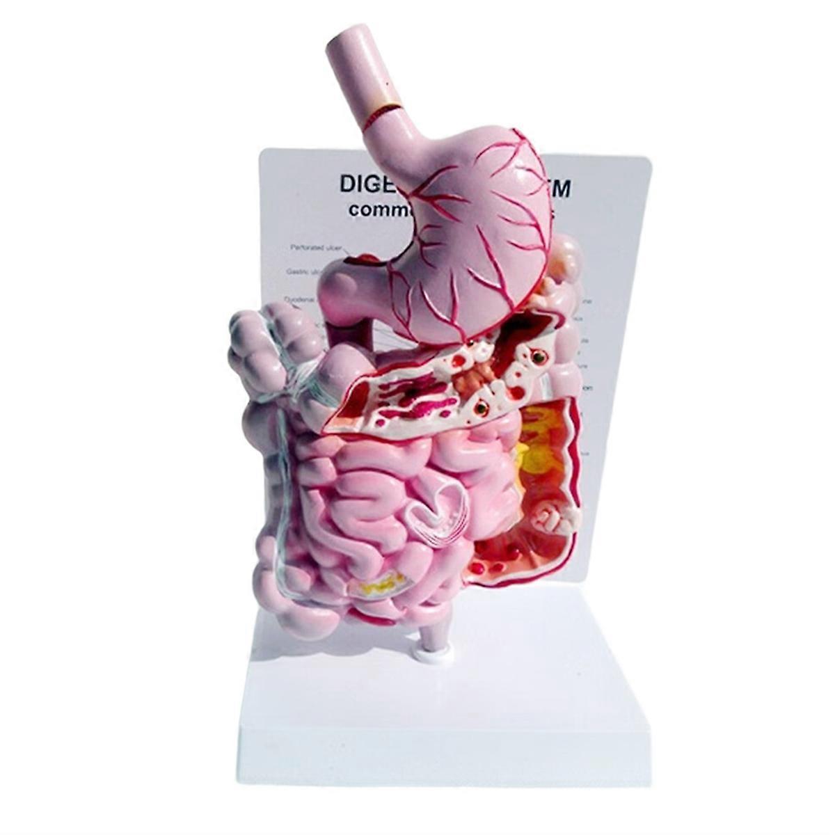 Human Digestive System Model Human Internal Organs Structure Model
