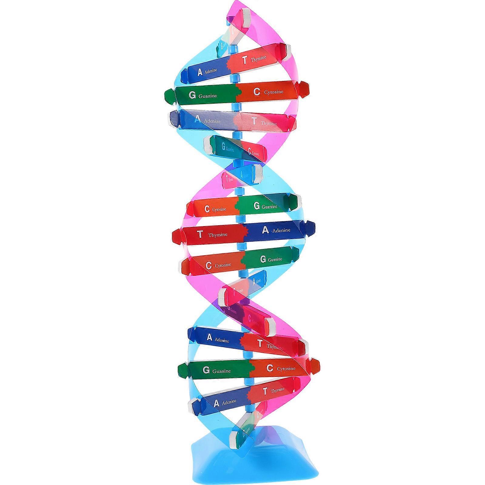 Gene Dna Double Helix Model for Classroom Teaching