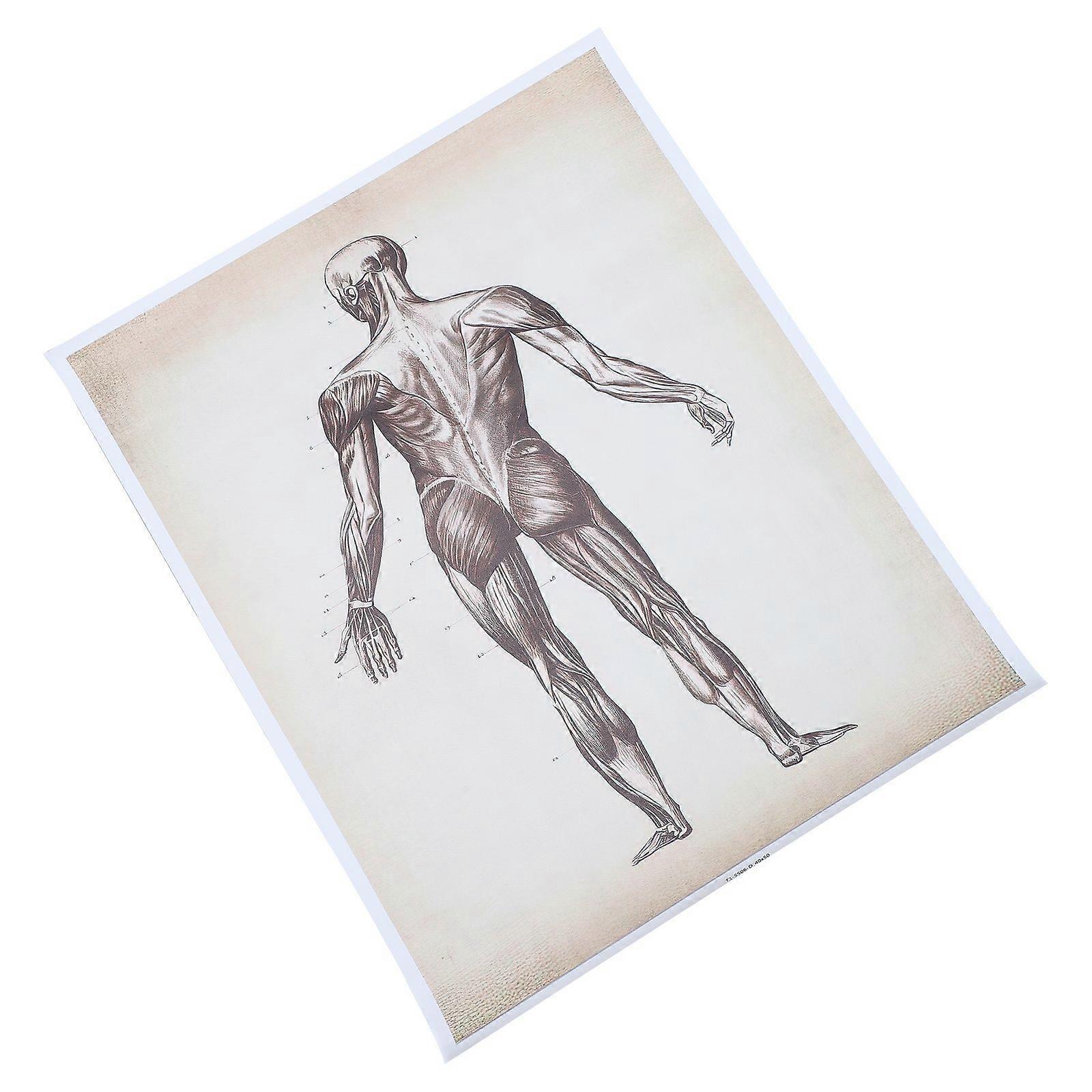 Human Anatomy Chart Decorative Poster for Teaching Human Anatomy Poster