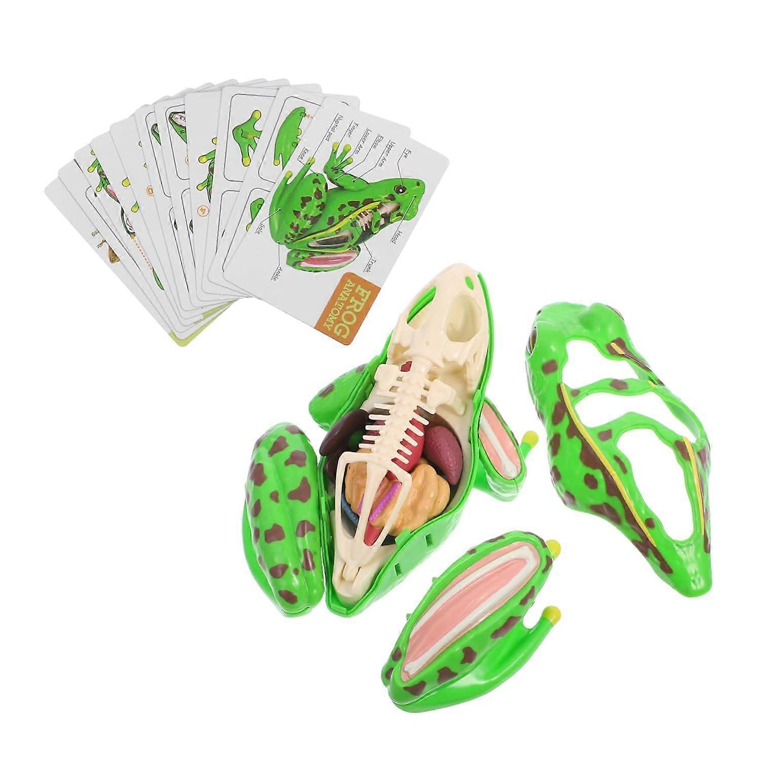 Frog Dissection Kit for Educational Anatomy Model Enhances Science Knowledge Develops Observation Logical Thinking Interactive Learning for Home Class