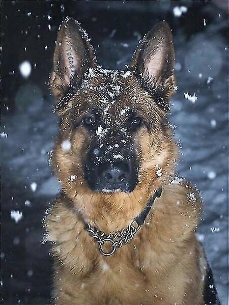 5d Diy Elmas Boyama Kiti Köpek Kar Mozaik Alman Çoban Nakış Hayvan Duvar Dekoru
