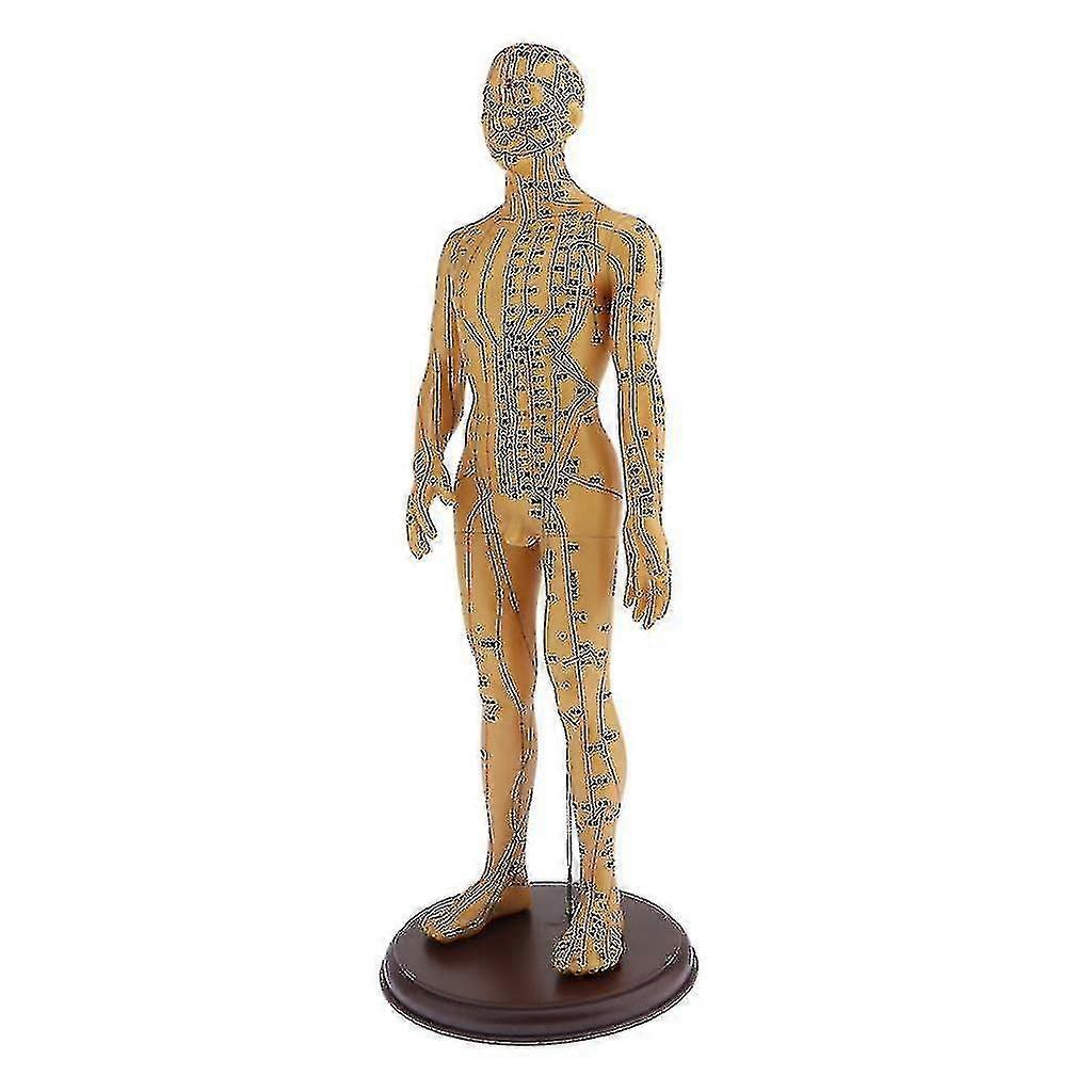 Human Body Acupuncture Point Model For Male