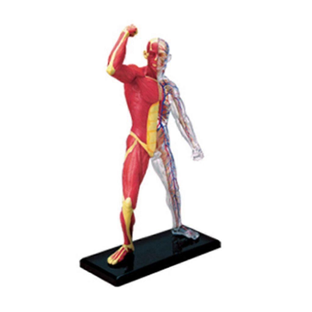 Miniature Muscular System Model Human Muscles Anatomy Model Assembling Toy