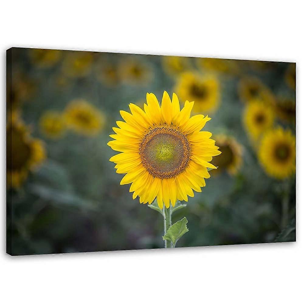 Lienzo, Girasol joven - 100x70