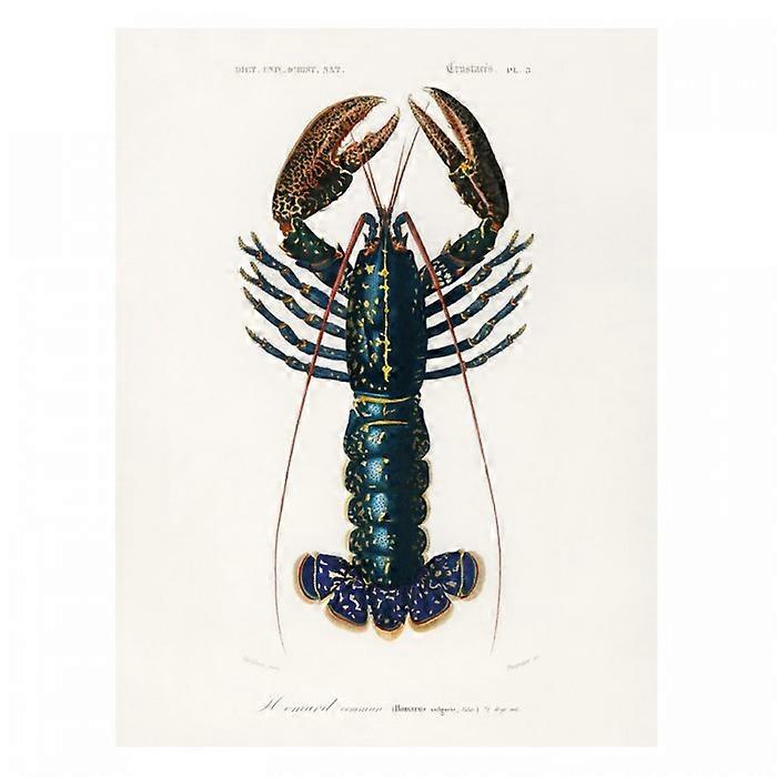 Charles d'Orbigny European Lobster Print