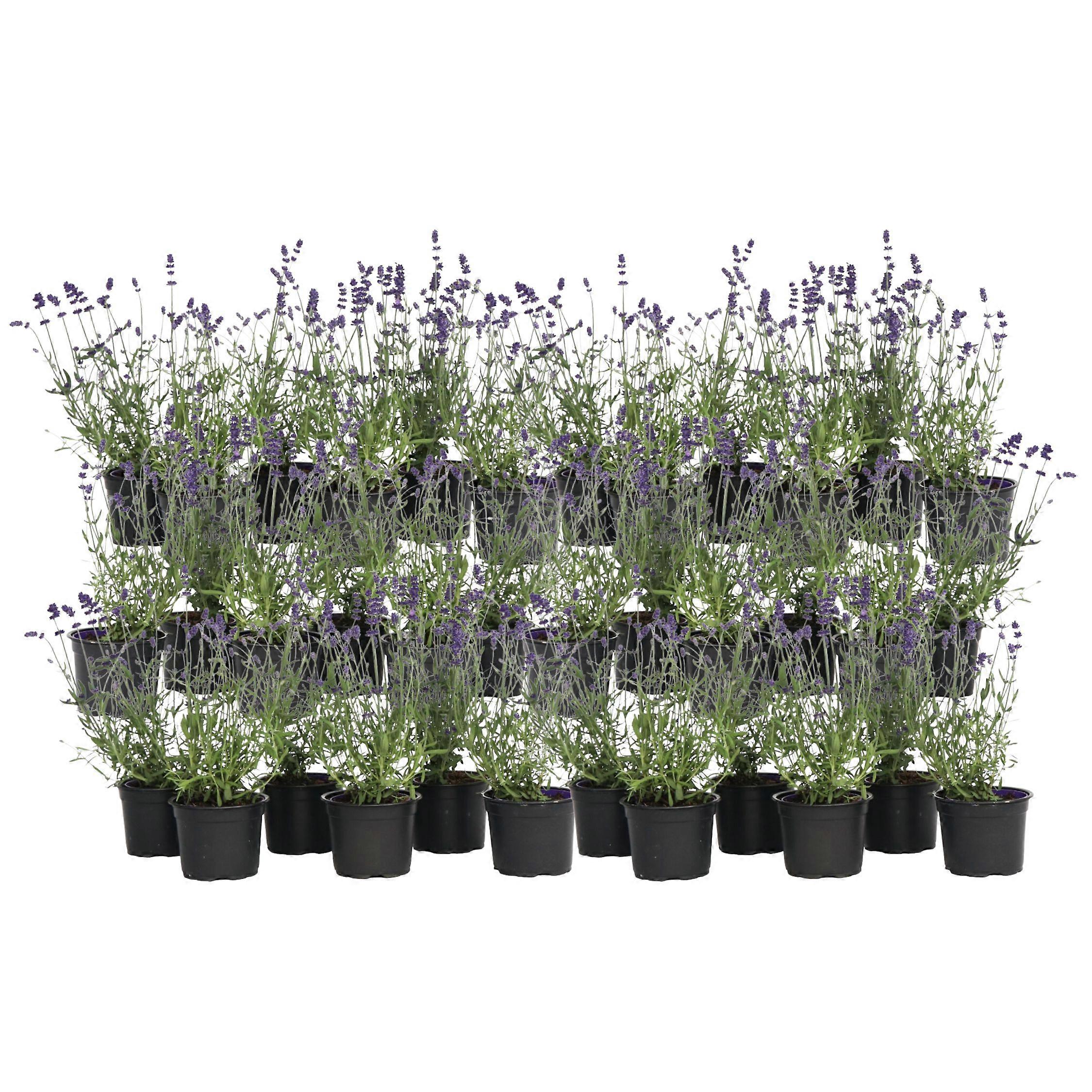 Levanduľa - 36 ks. - Lavandula angustifolia - Výška 10-15 cm - ⌀10,5 cm