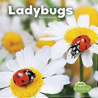 Coccinelles (petites créatures)