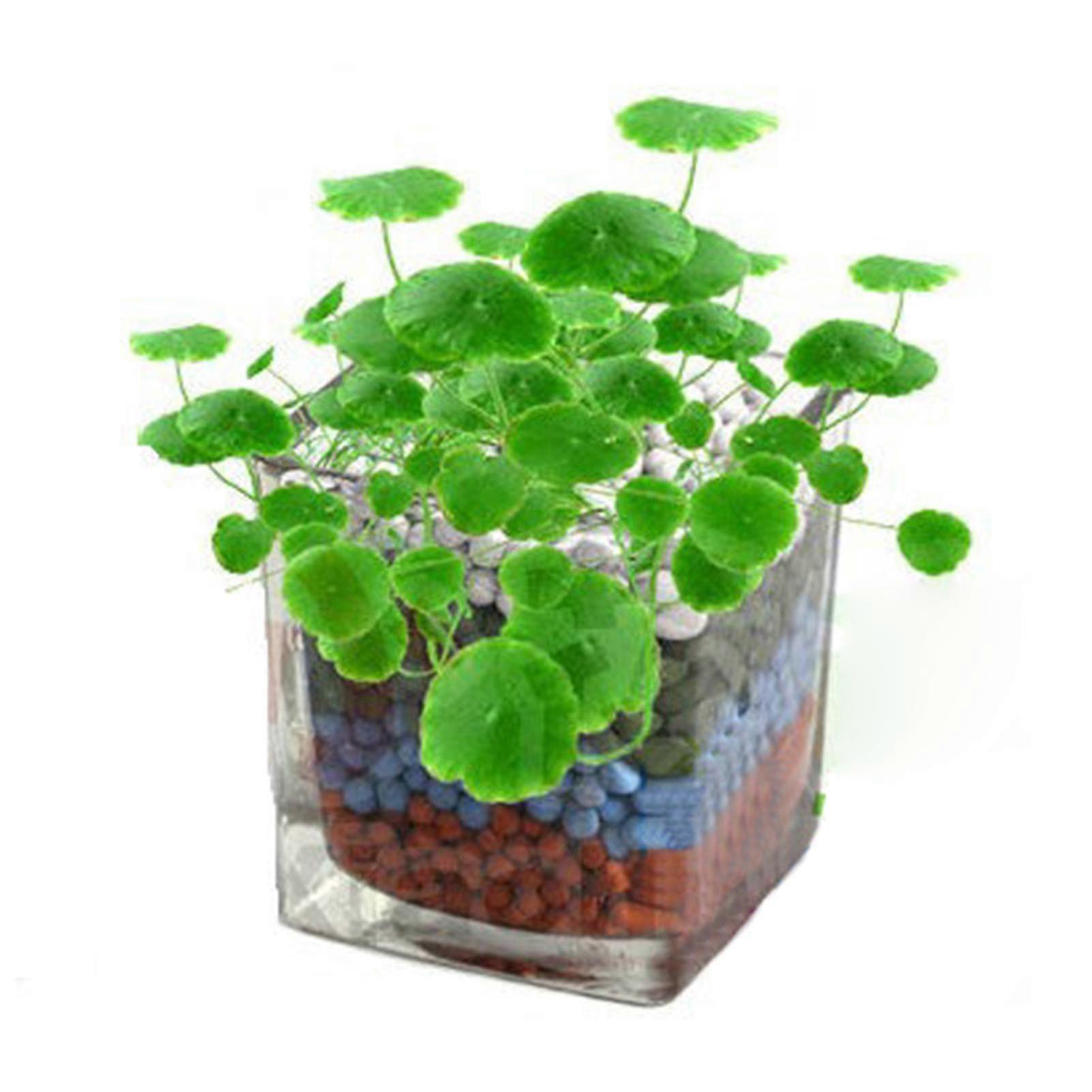 بذور النحاس بيني هيدروكوتيل للحدائق المنزلية والمكتبية