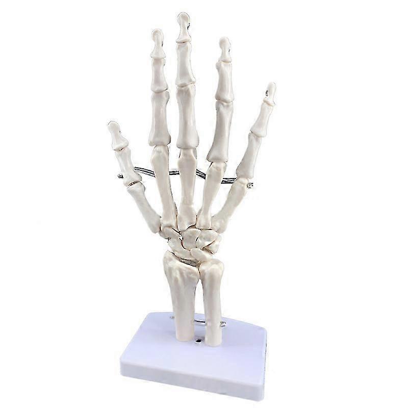 hand joint model human palm skeleton teaching model