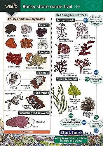 Rocky Shore Name Trail Chart
