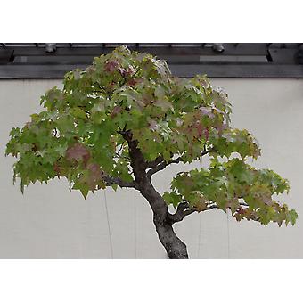 bambus vorleger bad Bambus Badematte PALITO Natur 50x70 cm kaufen – Kleine Wolke Shop