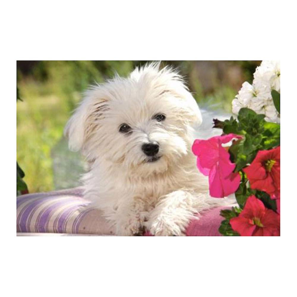 Castorland Puzzles White Terrier Provides Fun for the Whole Family Ages 6+