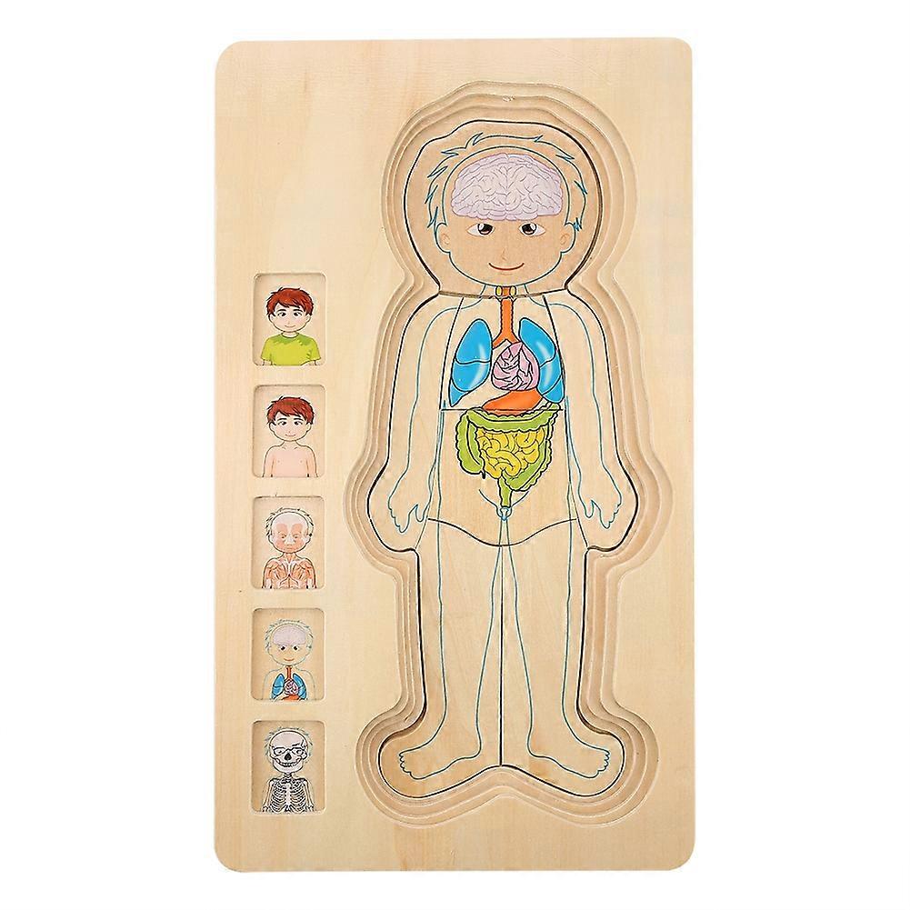 Multi-layer wooden educational toy, human body structure, intelligent toy (boy)