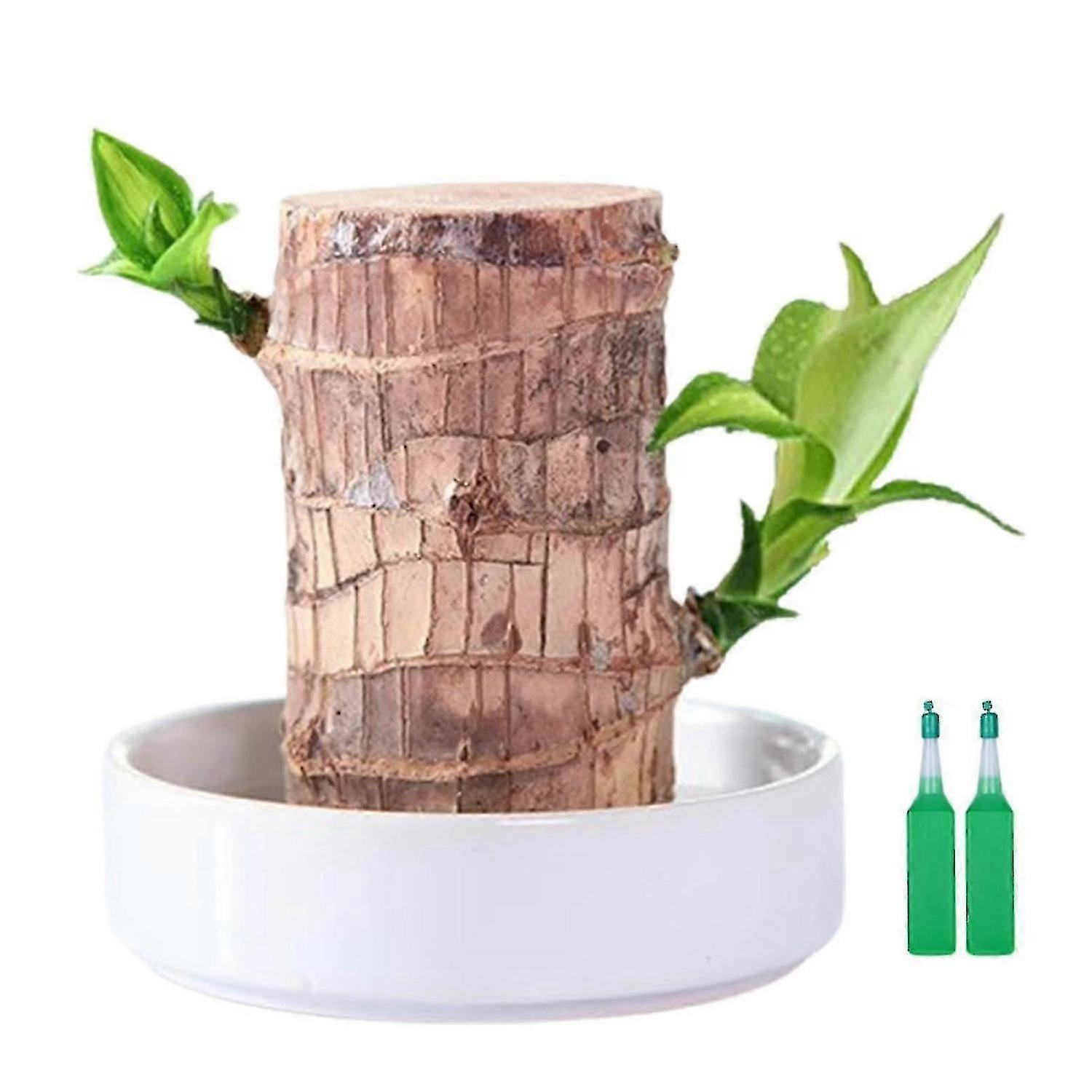 Maceta de madera para dormitorio u oficina.