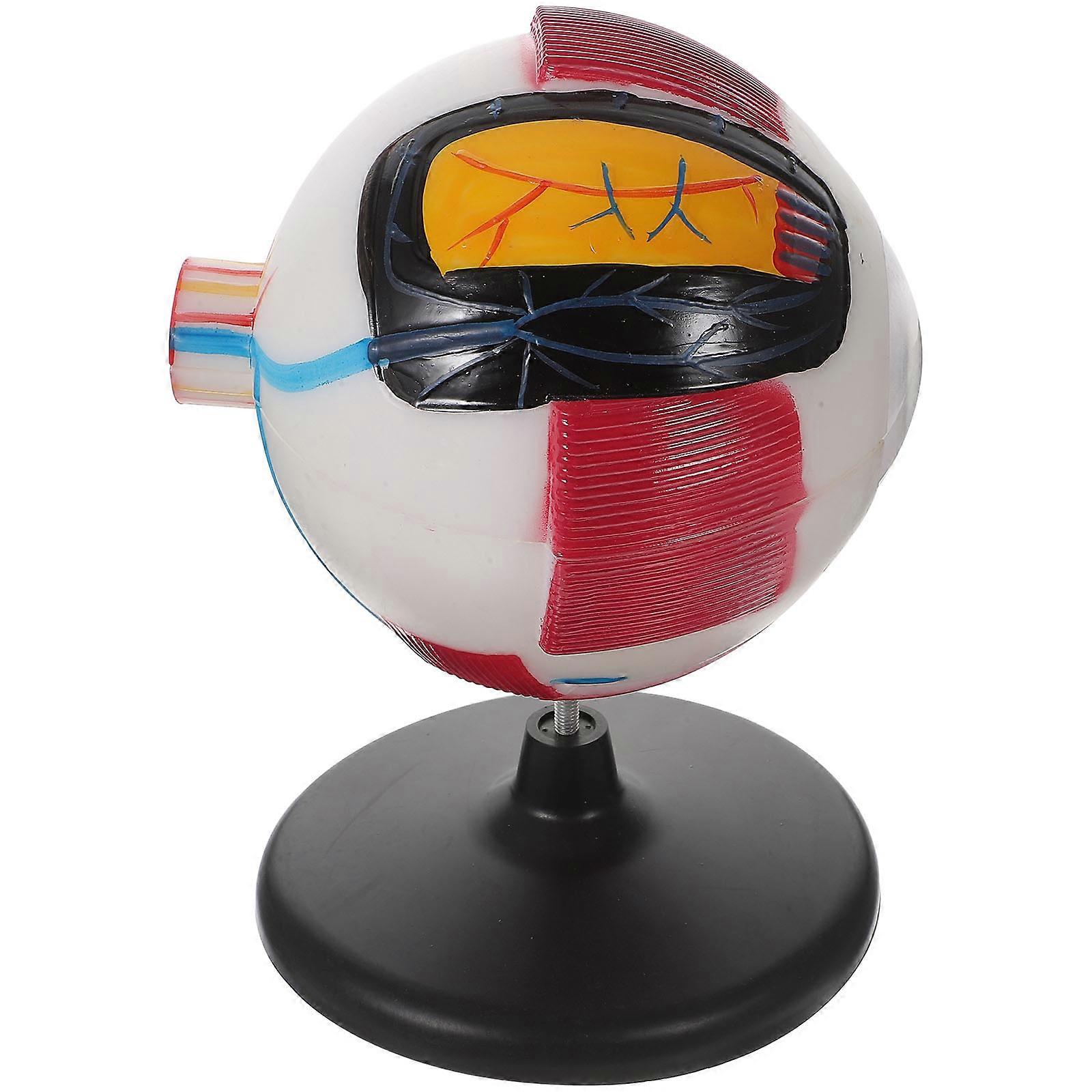Plastic Eyeball Anatomy Model for Teaching Human Eye Structure