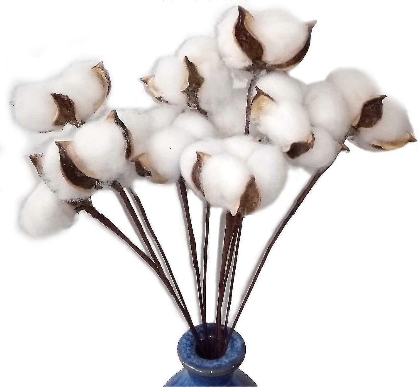 30 Pack Real Dried Cotton Flowers With Stem, 30