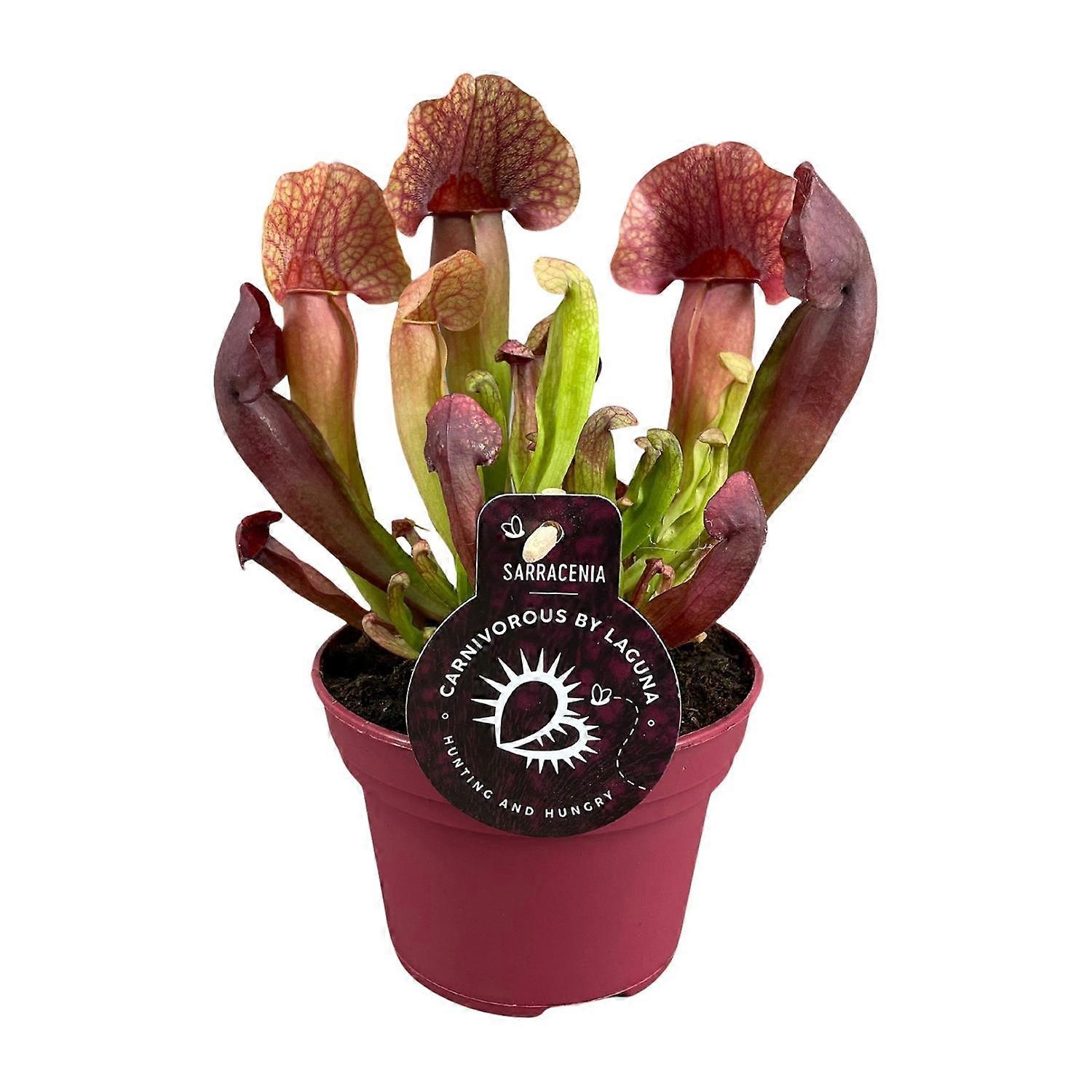 Sarracenia Catesbaei - 23cm - Ø12cm