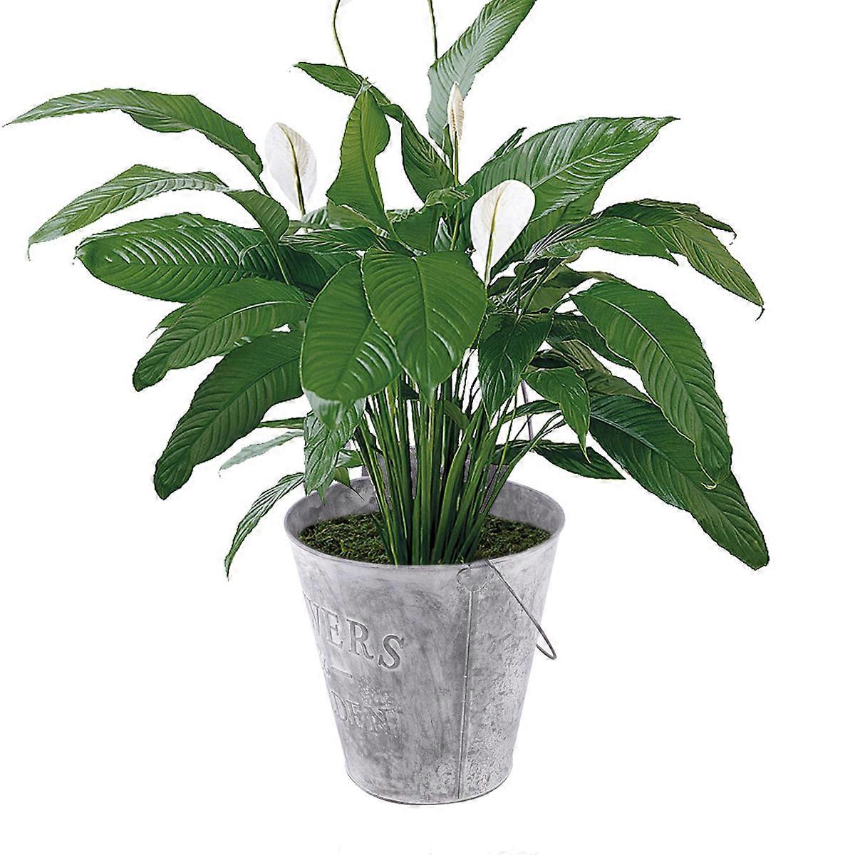 Round Metal Bucket Planter, Versatile Use in Home and Garden Settings, Durability