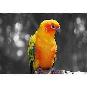 SUN CONURE PARROT Bird Jigsaw Puzzle TU2107