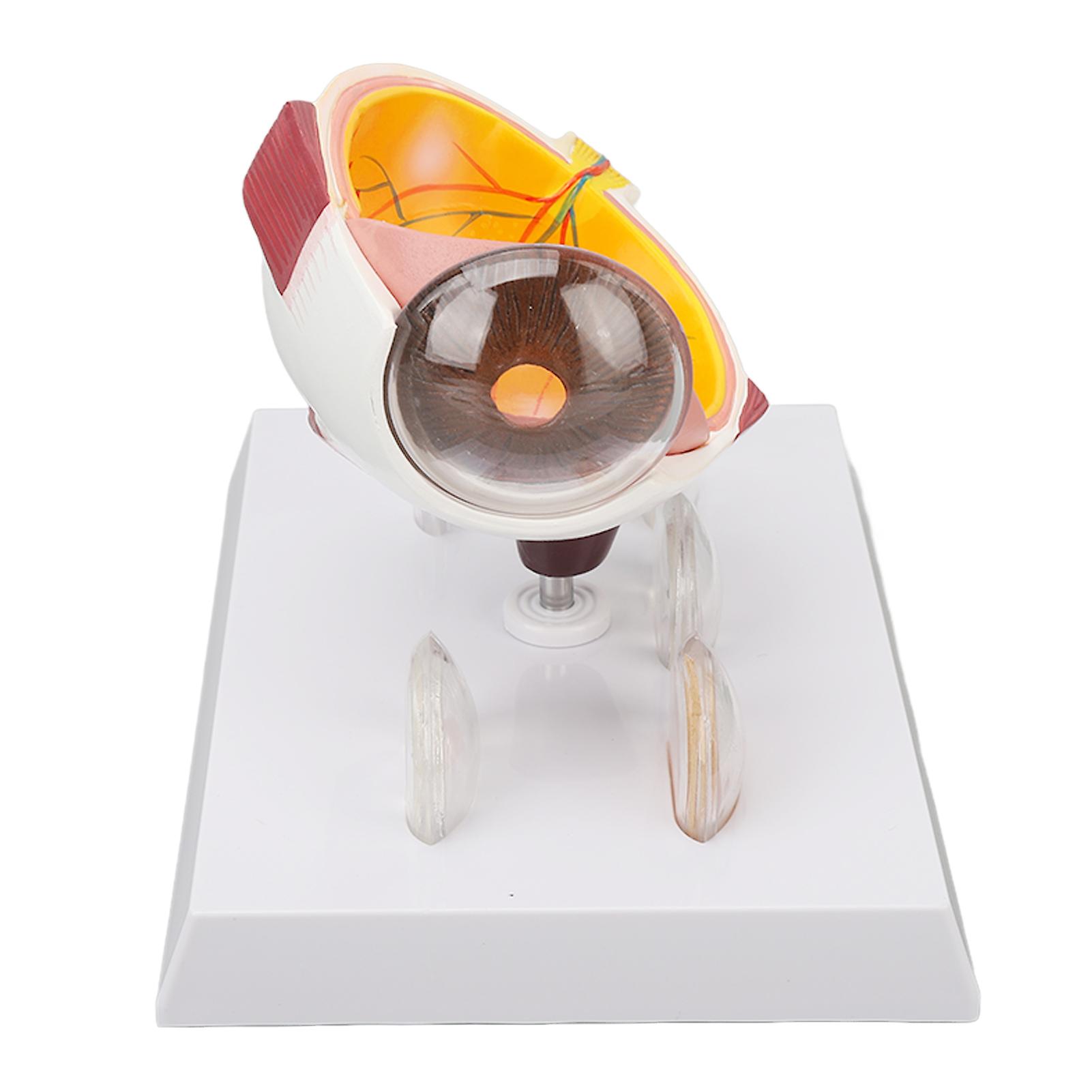 拡大された人間の目の解剖学的モデル、正確な視神経、角膜、虹彩レンズ、医療眼球モデルを示しています