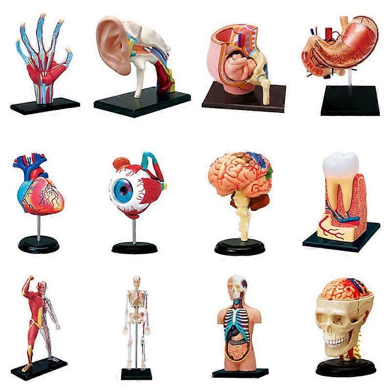 Medical-Torso Human Body Model Removable Parts Education Organs Model for Teaching Study Class Stud