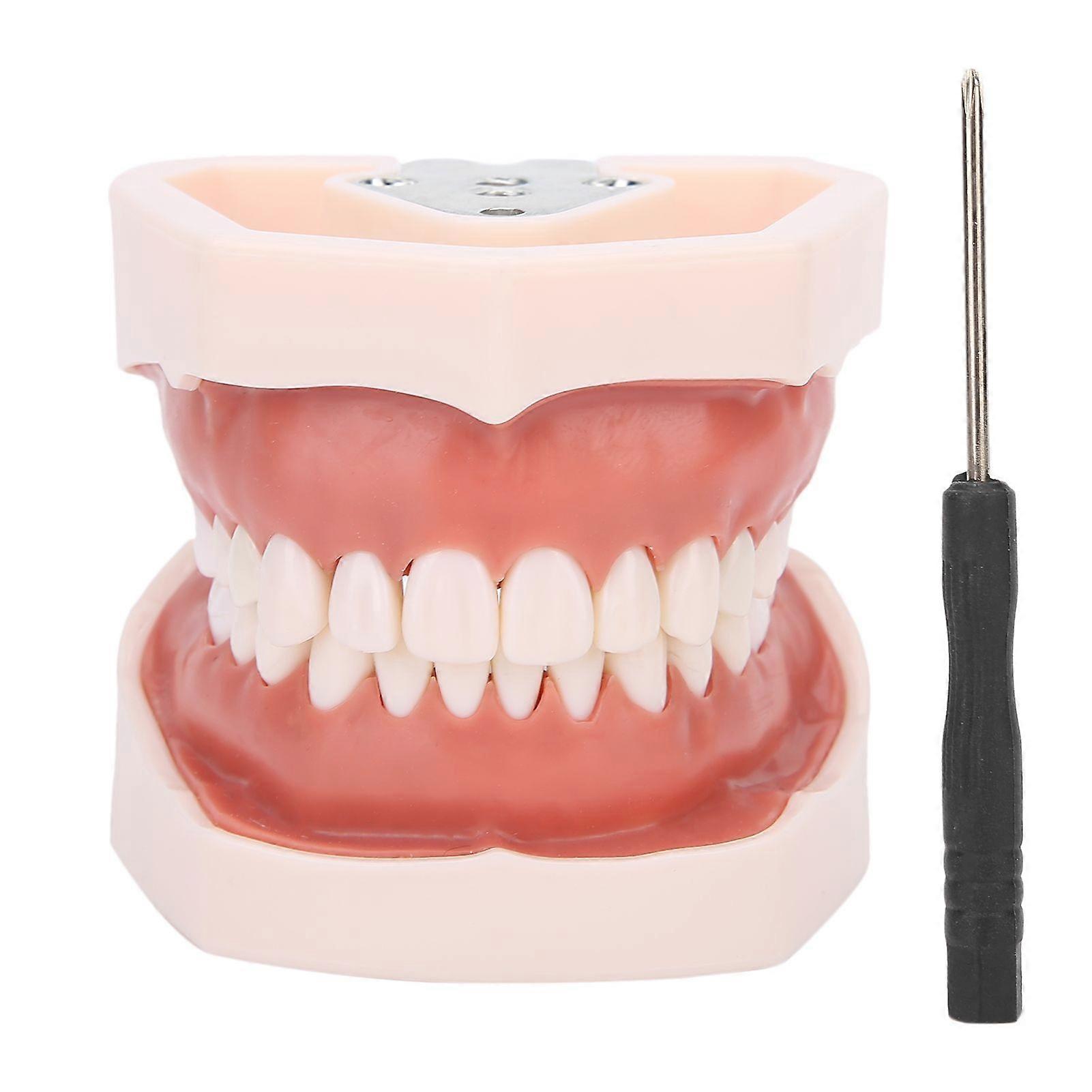 Detachable Teeth Model Simulation Dental Teeth Model for Teaching Practice with ScrewdriverYMMR)