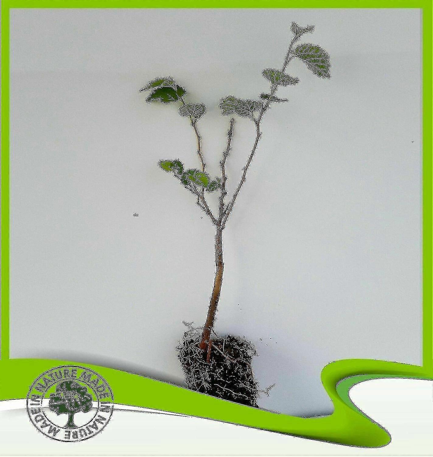Morus Alba (dud alb) - Plantă