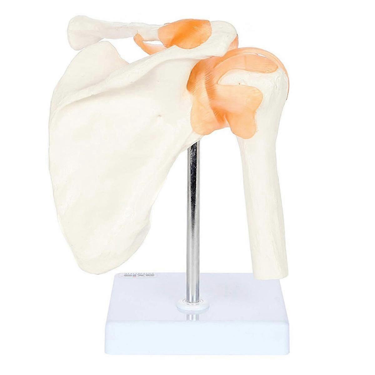 PVC Shoulder Joint Model Human Shoulder Bone Ligament Scapula Clavicle Anatomical Structure Orthope