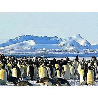 Quebra-cabeças para adultos: Pinguins na Antártida. Quebra-cabeças para crianças: Brinquedo divertido para aniversário.