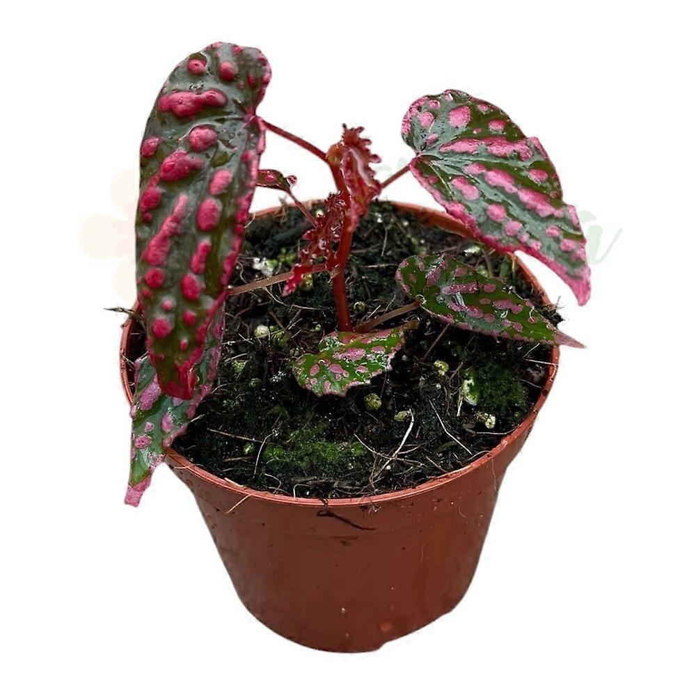 Begonia 'Pink Lady' Ø8cm