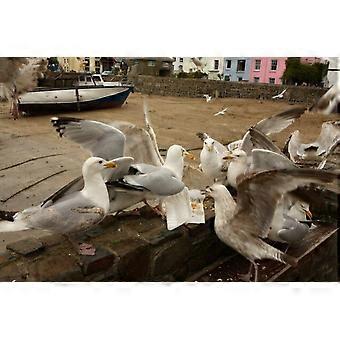 Rompecabezas de gaviotas gourmet 76