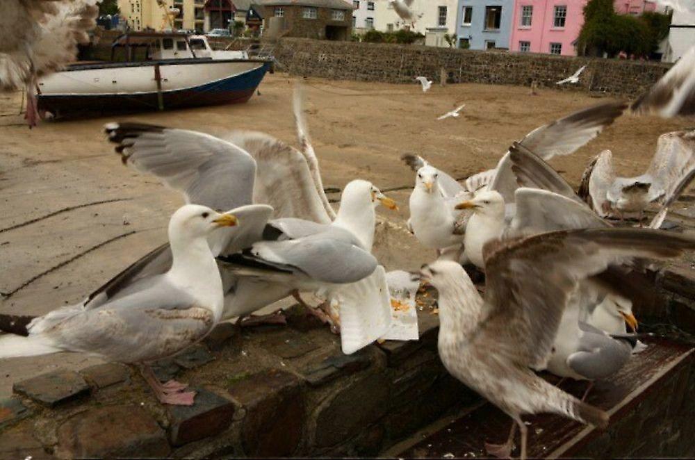 Gourmet Gulls Puzzel76