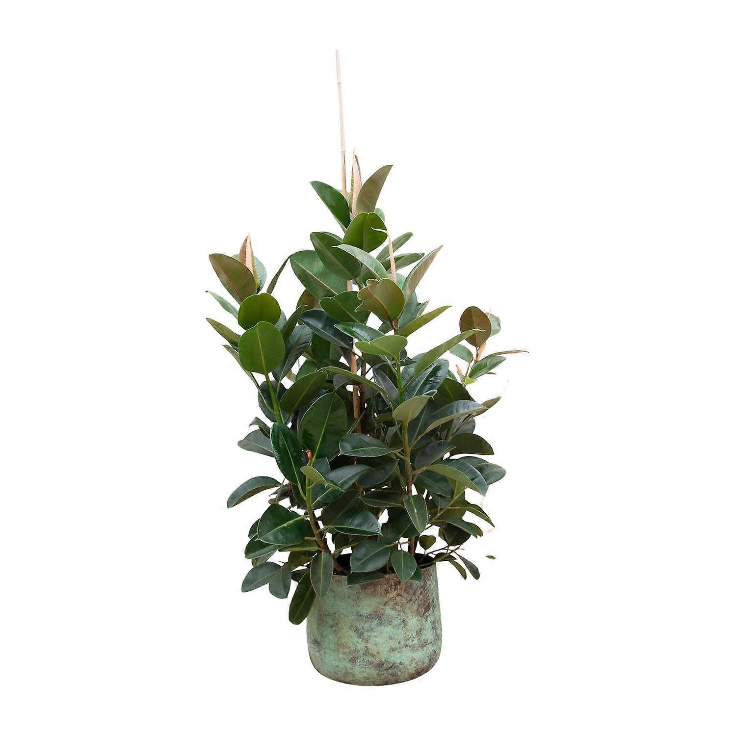 Ficus Lyrata vertakt - 140-150cm - Ø38cm