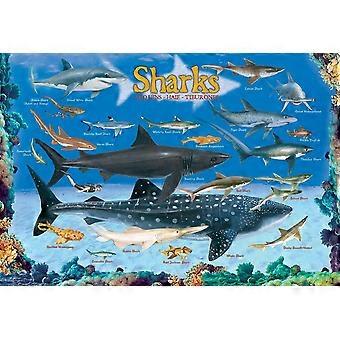 Sharks 1000 Piece Jigsaw Puzzle
