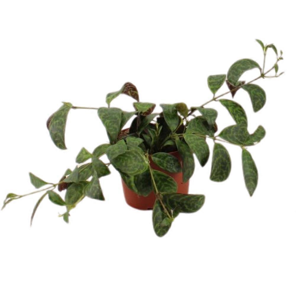 Aeschynanthus marmoratus D12