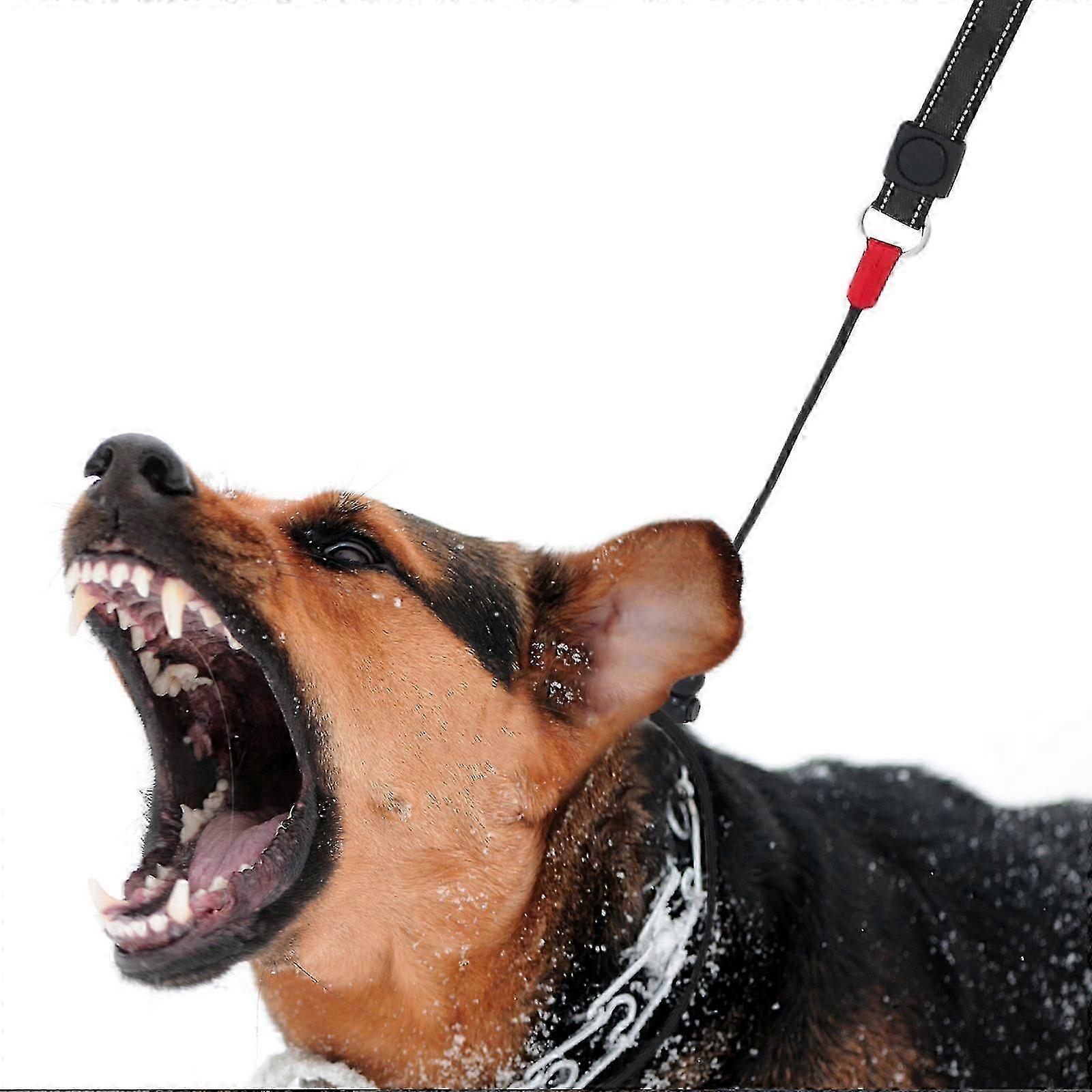 Durable Slip-Loop Dog Leash