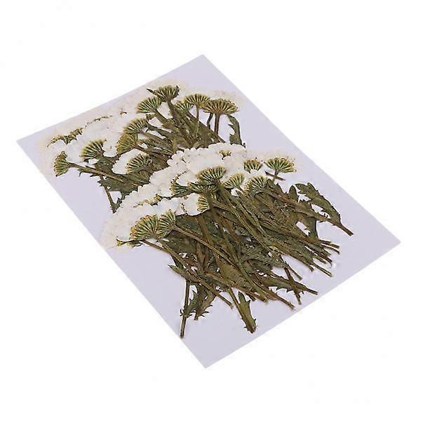 Natural Dried Flower Case Decor White