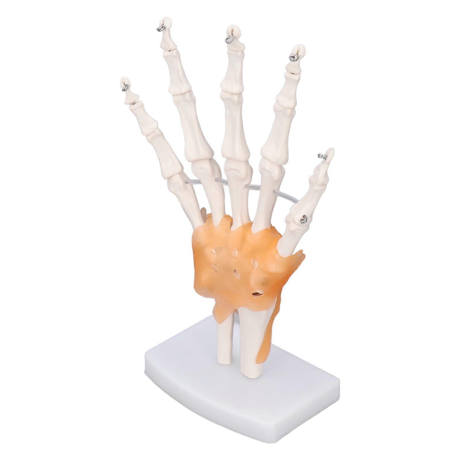 Hand Skeleton Model Life Size PVC On Base with Joints Tool for Learning Teaching