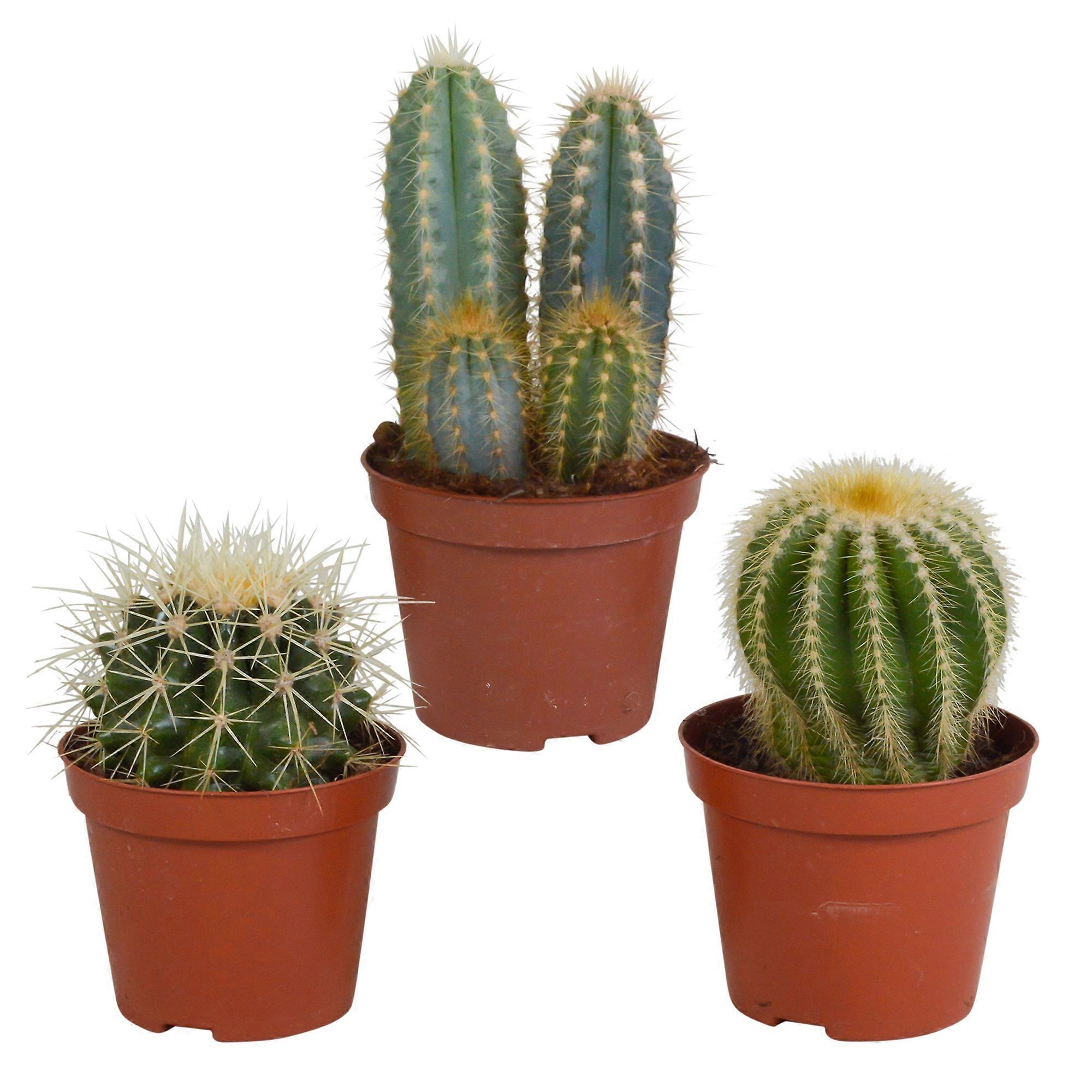 Cactus mix | 3 stuks - 18cm - Ø8,5cm