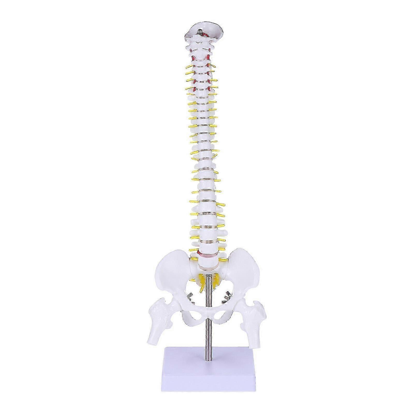 1pc Human Spine Model Human Bone Tailbone Pelvis Model For Medical Training