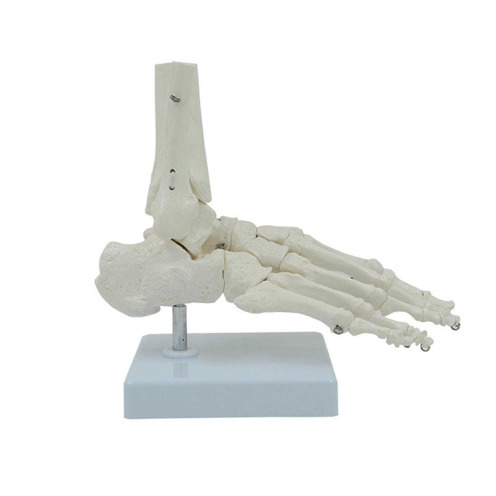 Educational Right Foot Skeleton Model
