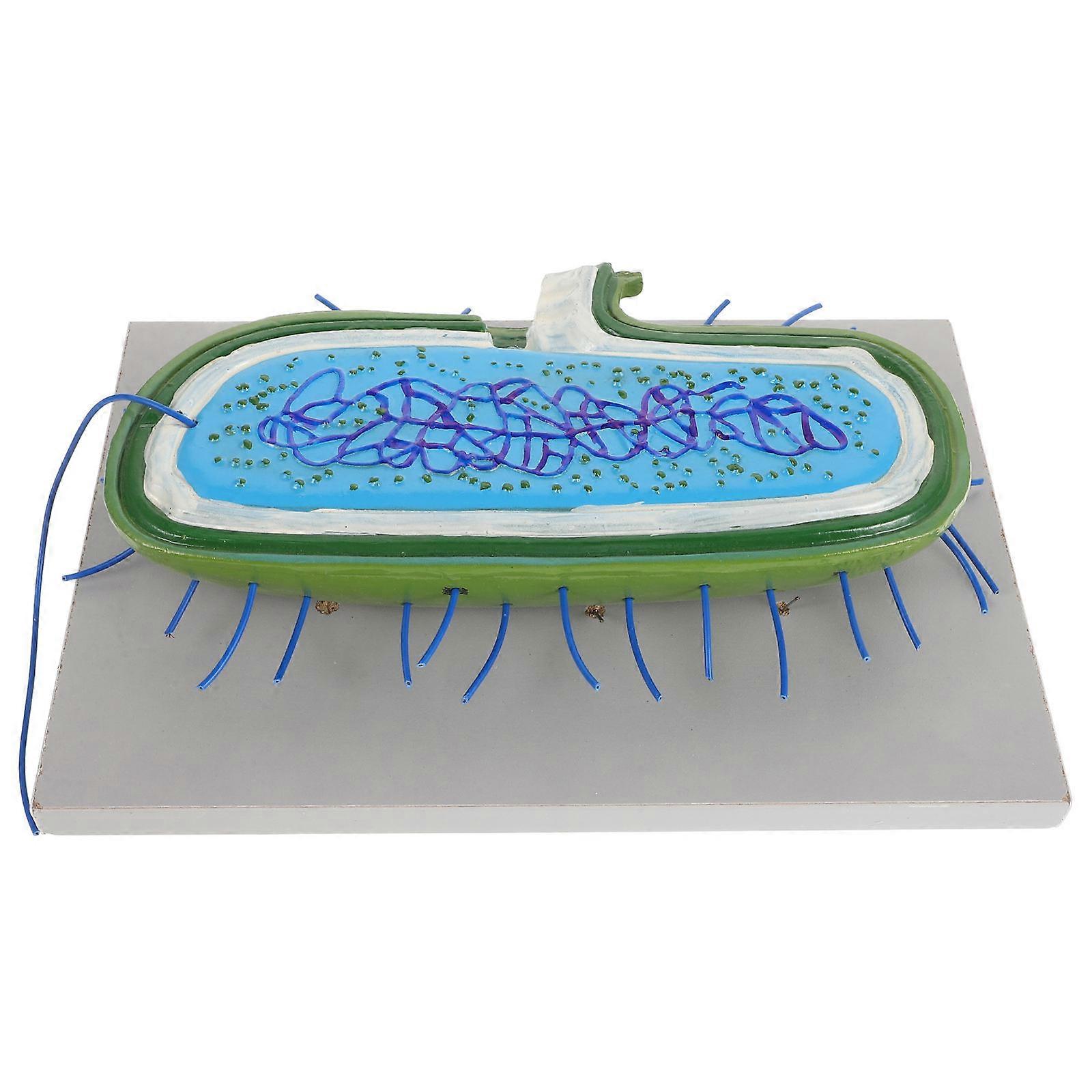 Realistic Bacteria Cell Model for Biology Education – Detailed Anatomical Microorganism Display to Enhance Classroom Learning and Scientific