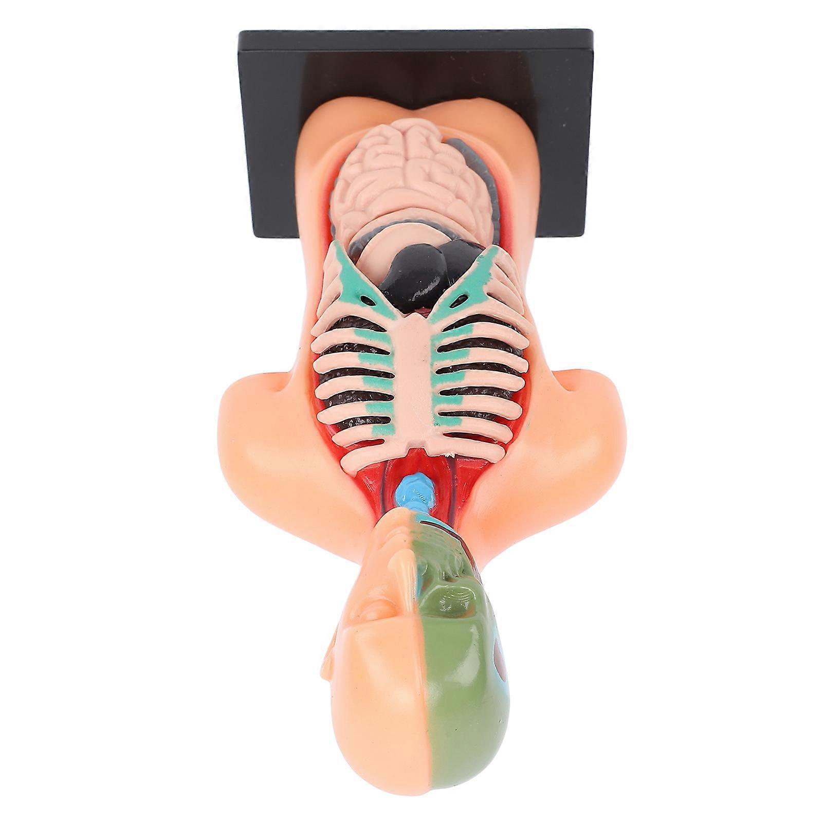 Human Body Model Skeleton 15.5x7cm Plastic Anatomy Study Tool