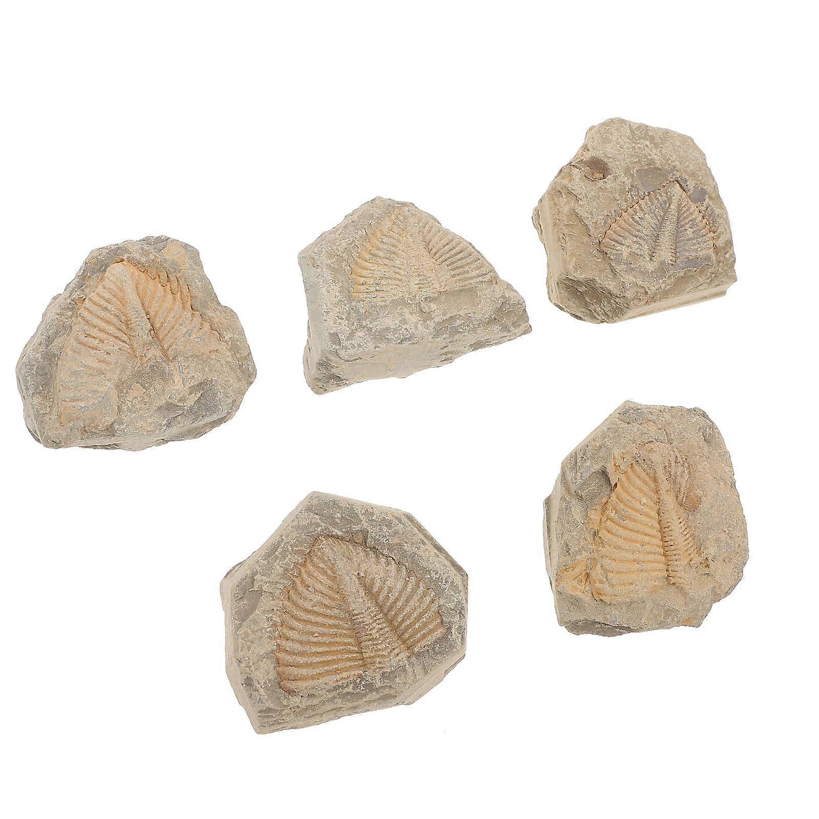 Trilobite Educational Use Simulation Model Suitable For Home Decoration In Light Brown 4X4CM 10Pcs