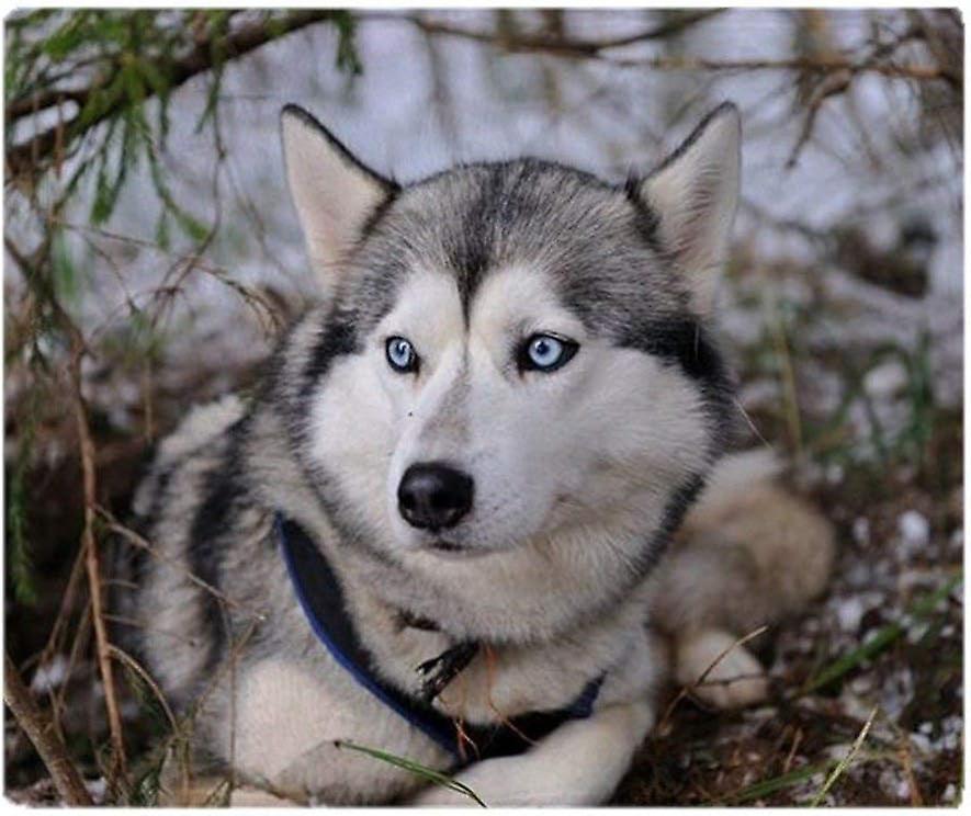 weiche Fleecedecke Siberian Husky Überwurf für Sofa oder Bett