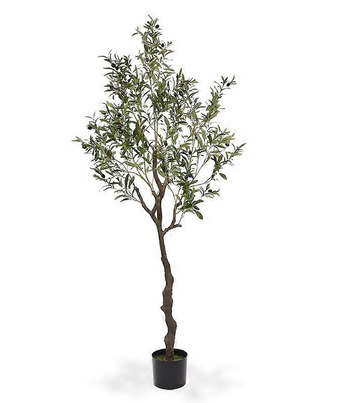Olive tree (180 cm)
